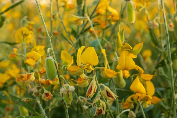 Καννάβι Ινδική Κάνναβη Crotalaria Juncea Pummelo Field Είναι Ένα Όμορφο — Φωτογραφία Αρχείου