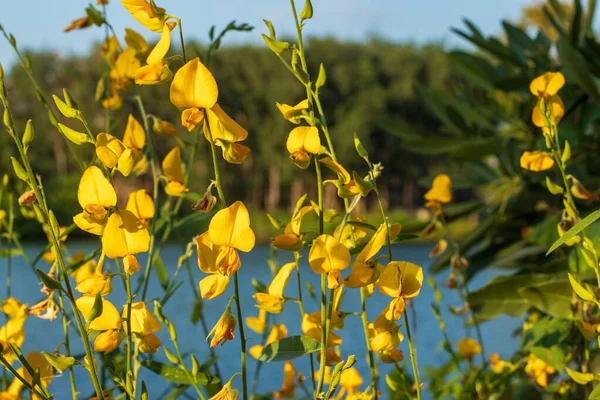 Cânhamo Sunn Cânhamo Indiano Crotalaria Juncea Campo Pummelo Uma Bela — Fotografia de Stock