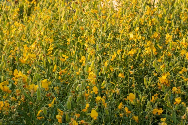 Cânhamo Sunn Cânhamo Indiano Crotalaria Juncea Campo Pummelo Uma Bela — Fotografia de Stock