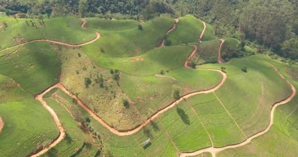 Luchtfoto Van Heuvels Met Theeplantage Ochtend Sri Lanka — Stockvideo