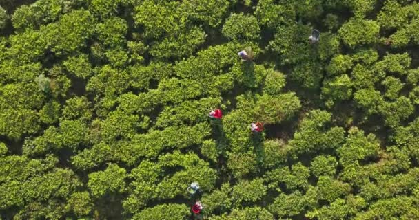 Αεροφωτογραφία Των Λόφων Φυτεία Τσαγιού Στη Σρι Λάνκα — Αρχείο Βίντεο
