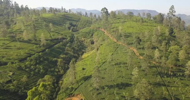 スリランカの明るい晴れた日に茶畑と丘の空中ビュー — ストック動画