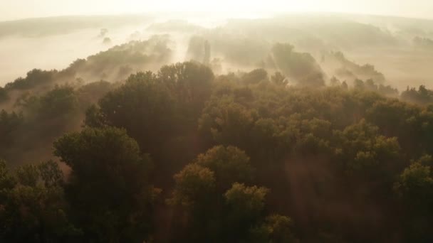 春天美丽的雾蒙蒙的黎明在河边 — 图库视频影像