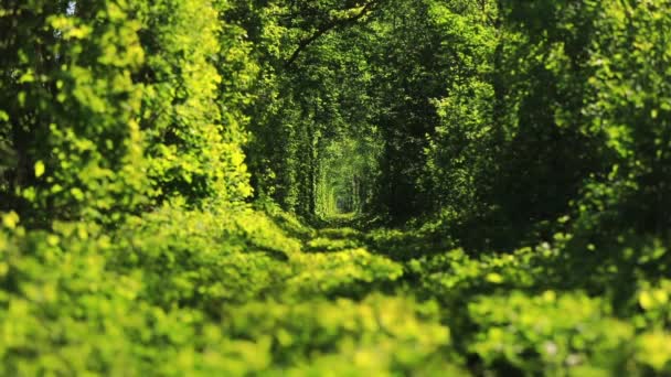 Прекрасный Туннель Зеленых Деревьев Тоннель Любви Старая Заброшенная Железнодорожная Линия — стоковое видео