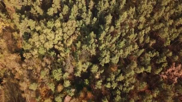 Golden Autumn Drone View Forest Landscape Yellow Trees — Stock Video