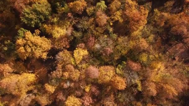 Golden Autumn Drone View Forest Landscape Yellow Trees — Stock Video