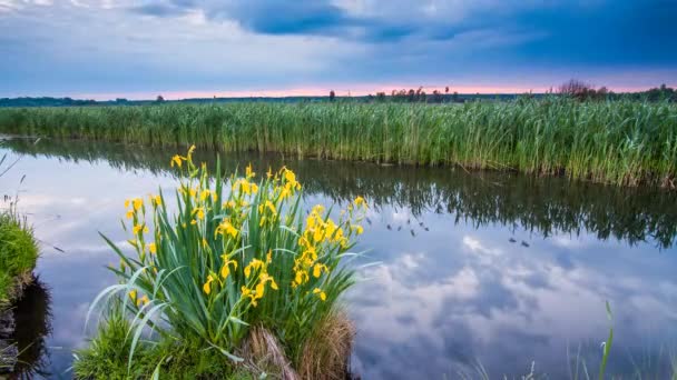 Misty Dawn Oever Van Rivier Met Mooie Bloemen — Stockvideo