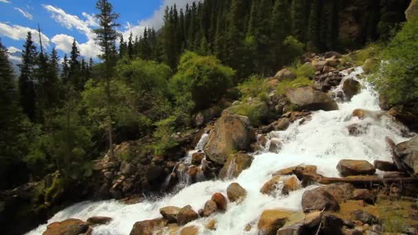 Río Montaña Bosque Cerca Verano — Vídeo de stock