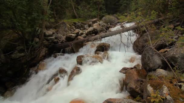 Gebirgsfluss Wald Aus Nächster Nähe Sommer — Stockvideo