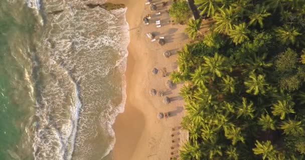 Романтичний Сансет Тропічному Пляжі Пальмовими Деревами Шрі Ланка Ліцензійні Стокові Відеоролики
