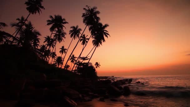 Spiaggia Sabbia Con Palme Tramonto — Video Stock