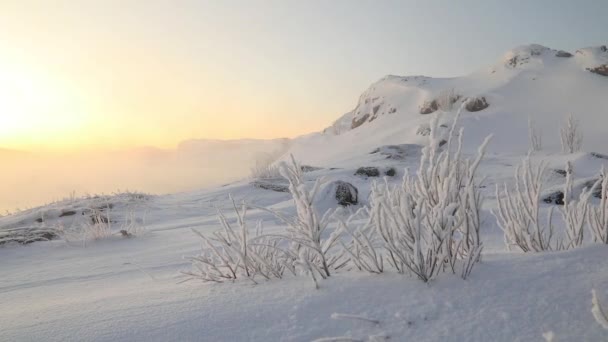 Träd Frost Svår Frost Vid Norra Ishavets Stränder — Stockvideo