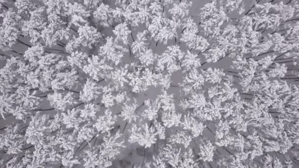 Зимний Пейзаж Сосны Покрыты Снегом Вид Воздуха — стоковое видео