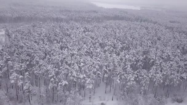 冬の風景 松の木雪に覆われた 空中展望 — ストック動画