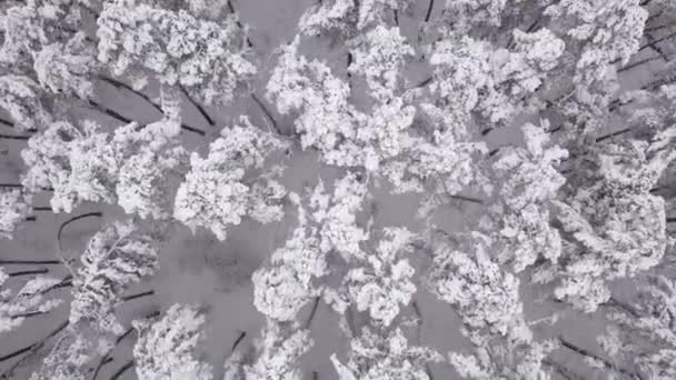 Paisaje Invernal Pinos Cubiertos Nieve Vista Aérea — Vídeos de Stock
