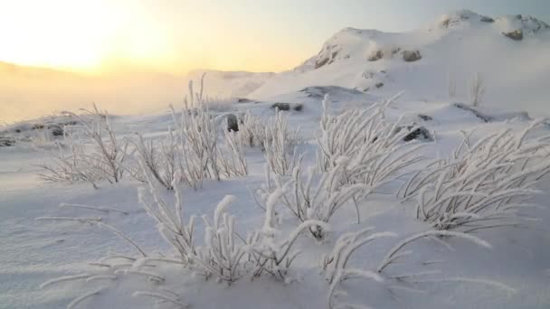 Kuzey Buz Denizi Nin Kıyılarında Buz Altında Ağaçlar — Stok video