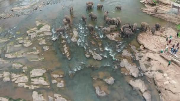 Слоны Купаются Реке Детский Дом Слонов Пиннавала Шри Ланка — стоковое видео