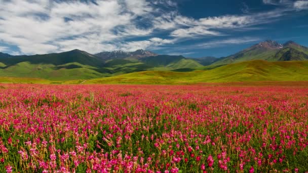 Dağ Vadisinde Çiçeklerle Dolu Bir Arazi Gün Batımında Yaz Manzarası — Stok video