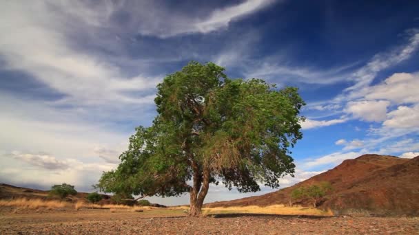 Árvore Solitária Campo Verão Contra Belo Céu — Vídeo de Stock