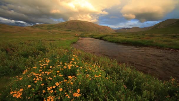 Prairie Fleurs Dans Les Montagnes — Video