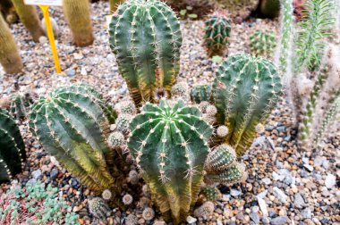 Echinocactus Oxygona kaktüsü, yazın Botanik Bahçesi