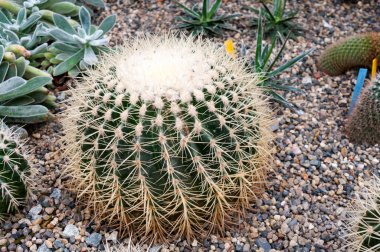 Büyük bir kaktüs Echinocactus grusonii