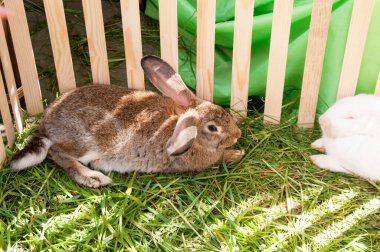 İki tavşan çimlerin üzerinde yatıyor.