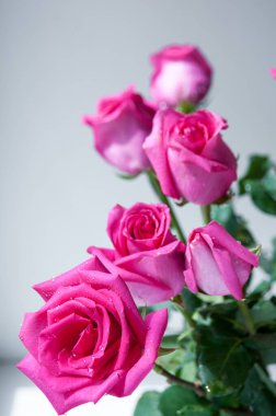 Pencere eşiğinde açan kırmızı güller.