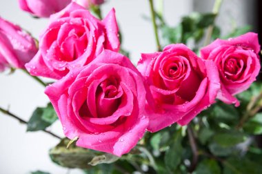 Pencere eşiğinde açan kırmızı güller.