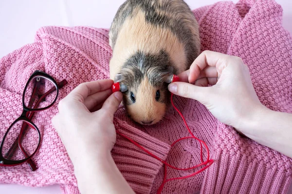 Children\'s hands apply red headphones to a Guinea pig on a pink sweater and glasses