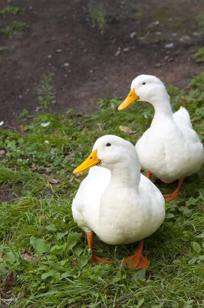 Twee Witte Ganzen Gras — Stockfoto