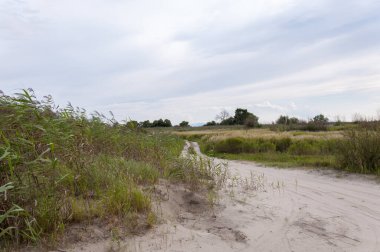 Sazlıkların yanındaki kumlu yolda.
