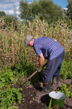 Kırsalda patates kazan yaşlı bir yaba.