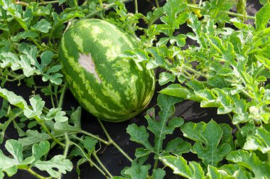 Bahçede çizgili karpuz