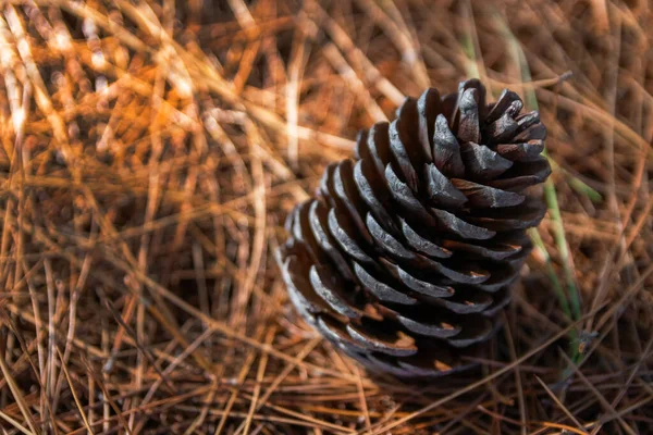 Pine cone on a bed of pine needles.