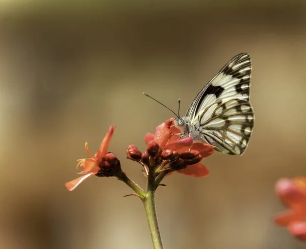Barna Fehér Pillangó Egy Vörös Virágon — Stock Fotó