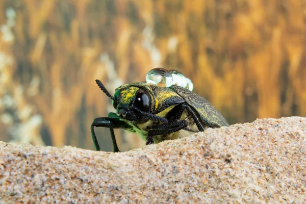Primer Plano Escarabajo Negro Sobre Una Roca Con Polen Amarillo — Foto de Stock