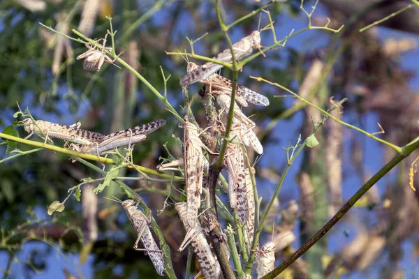 Svärm Gräshoppor Äter Ett Träd Ain Förenade Arabemiraten — Stockfoto