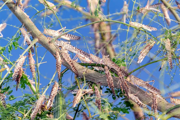 나무를 메뚜기 — 스톡 사진