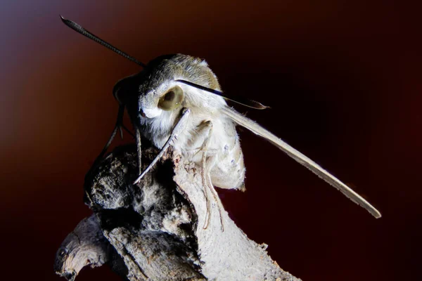 Closeup Hairy Moth Resting Branch — Stock Photo, Image