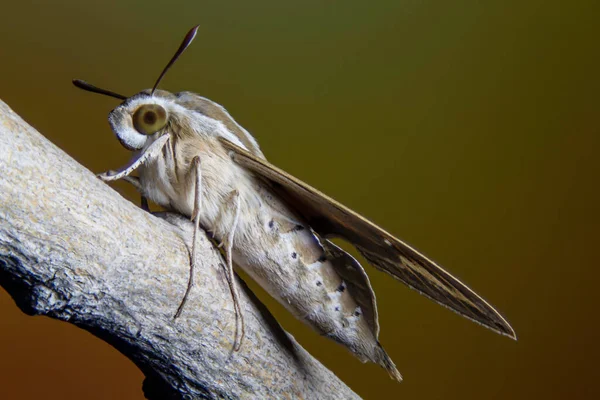 Closeup Hairy Moth Resting Branch — Stock Photo, Image