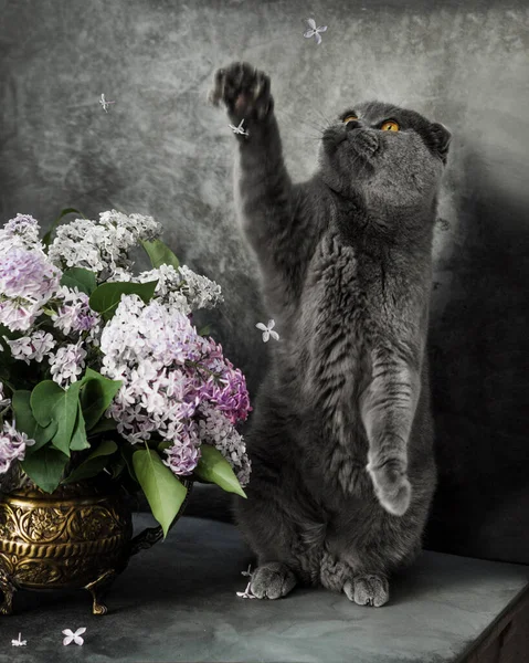 Fleurs Lilas Chat Britannique Assis Côté Eux Sur Fond Gris — Photo