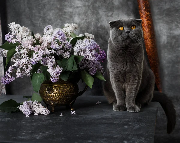 Lilac Blomster Britisk Kat Sidder Ved Siden Dem Mørkegrå Baggrund - Stock-foto