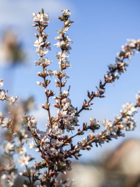 İlkbahar kiraz çiçekleri çalılıklarda beyazdır. Çiçekler arı ve yaban arısı. Çiçekleri tozlaştırın. Bir sürü renk var. Mevsimsel alerjiler mümkün..