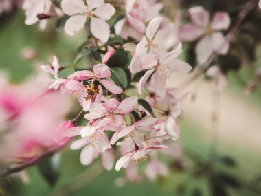 Çiçekli elma ağacı pembesi. Büyük çiçekler. Bahar. Çok güzel. Çiçeklere bahar alerjisi. Çiçekleri tozlaştırmak için yaban arısı ya da arı. Arkaplanda yeşil yapraklar.