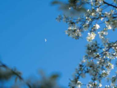 Çiçekli beyaz elma ağacı. Büyük çiçekler. Bahar. Çok güzel. Çiçeklere bahar alerjisi. Mavi gökyüzü. Gökyüzündeki ay. Hilal.