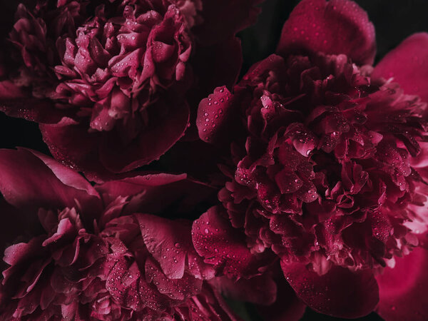 Peony flowers. Macrophotography. Color pink or fuchsia. There are drops of water on the petals. Flowers bloomed against the dark background. The photo shows three buds.