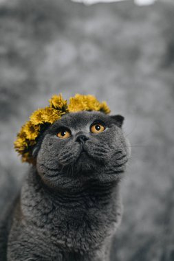 Gri arka planda İskoç ırkının gri kedisi. Kafasında karahindiba çiçekleri olan bir çelenk. Bir evcil hayvan portresi