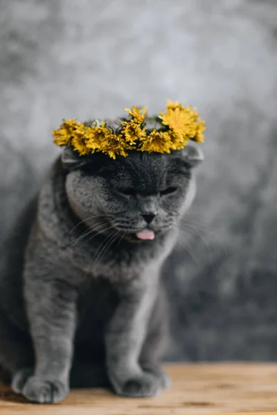 Pisica Gri Furioasă Rasei Scoțiene Fundal Gri Coroană Flori Păpădie — Fotografie, imagine de stoc