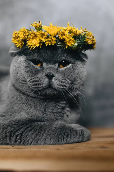 Grey angry cat of the Scottish breed on a grey background. With a wreath of dandelion flowers on her head. Portrait of a pet